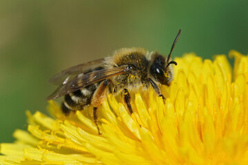 Closeup of a female yellow legged mining bee, Andrena flavipes on yellow dandelion flower