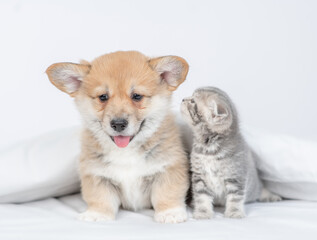 Fototapeta na wymiar Tiny kittens whispering secrets in the puppy's ear under white warm blanket on a bed at home