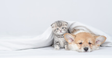 Sleepy Pembroke welsh corgi puppy and gray kitten sit together under warm blanket on a bed at home and look away on empty space