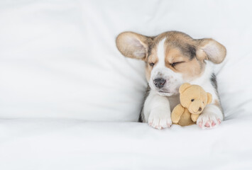 Funny Beagle puppy sleeps under warm blanket on a bed at home and hugs favorite toy bear. Top down...