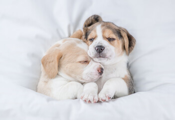 Two cozy Beagle puppies sleep  together under a white blanket on a bed at home. Top down view