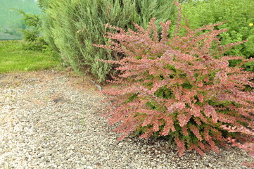 Landscaping of a garden plot. Flowers and plants in the garden.