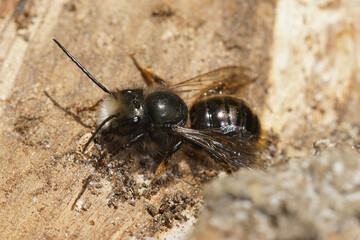 Closeup on an aged and hairless male European orchard mason bee, Osmia cornuta