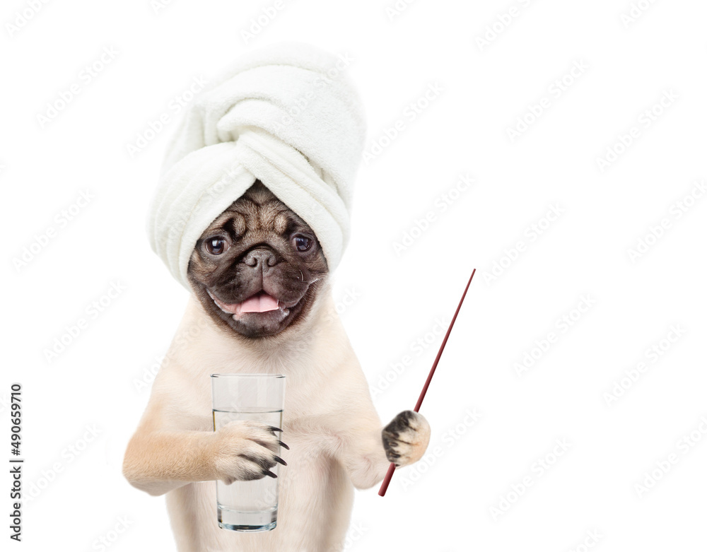 Aufkleber pug puppy with towel on it head holds glass of water and points away on empty space. isolated on whi
