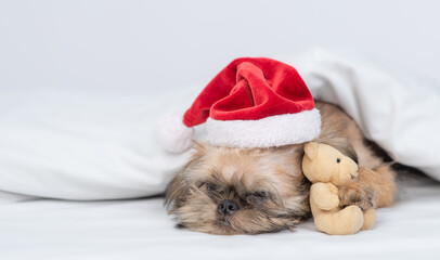 Fototapeta na wymiar Tired Brussels Griffon puppy wearing red santa hat sleeps with toy bear on a bed under white warm blanket at home
