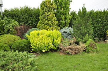 Landscaping of a garden plot. Flowers and plants in the garden.