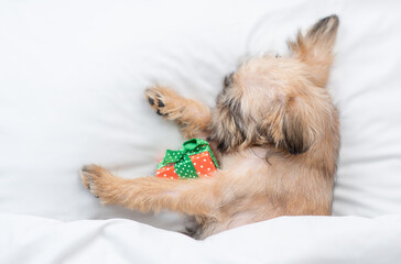 Cozy Brussels Griffon puppy  sleeps with gift box on a bed under white blanket at home