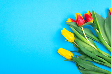 Beautiful yellow and red spring tulips on light blue background, top view. Greeting card with copy space.