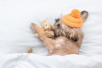 Brussels Griffon puppy wearing warm hat lying under warm blanket on the bed at home and hugs favorite toy bear