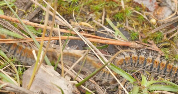 4k time lapse video of pine processionary caterpillars advancing in line in a garden