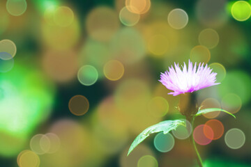 Soft warm nature spring background with pronounced bokeh and blur