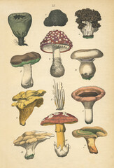 A sheet of antique botanical chromolithography with mushrooms of the late 19th century. Copyright...