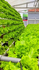 greenhouse with plants