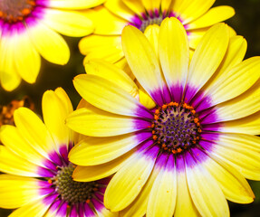 Bright yellow Cape Marguerite daisies ; overhead view ; close up