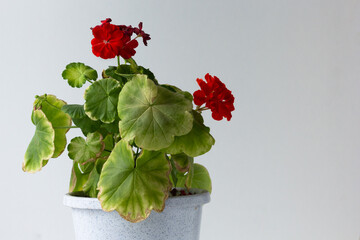 Blooming geranium with yellow leaves because of hotness on white background on left side of picture