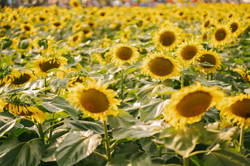 Fototapeta premium sunflower field