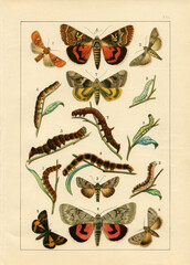 Original antique lithography of the 1890s-1900s with images of butterflies. Copyright has expired...
