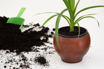 Pandanus plant in brown clay pot on white background with scattered soil for replanting pandanus