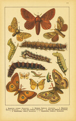Original antique chromolithograph of butterflies from the bookrelease is 1898. Copyright has...