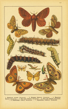 Chromolithograph Images – Browse 580 Stock Photos, Vectors, and