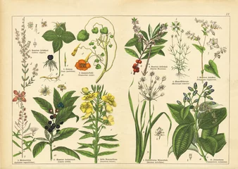 Gordijnen A sheet of antique botanical lithography of the 1890s-1900s with images of plants. Copyright has expired on this artwork. © fieryphoenix