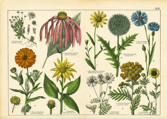 A sheet of antique botanical lithography of the 1890s-1900s with images of plants. Copyright has...