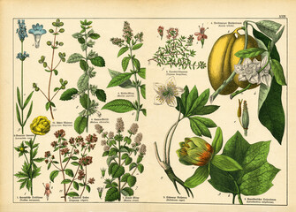 A sheet of antique botanical lithography of the 1890s-1900s with images of plants. Copyright has expired on this artwork. - obrazy, fototapety, plakaty