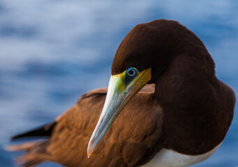 Portrait of a brown booby bird (Sula leucogaster) sitting on a ship in the ocean, close-up.
