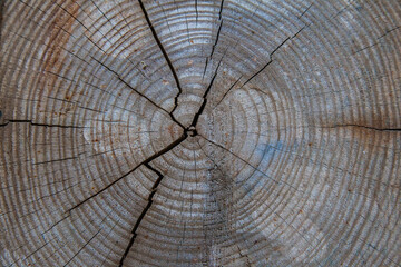 Texture of cut tree with annual rings and cracks, closeup.