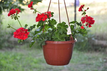 Flowers for the garden. Beautiful garden flowers in pots. Cache-pot with flowers.