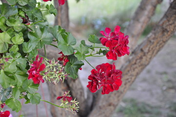 Flowers for the garden. Beautiful garden flowers in pots. Cache-pot with flowers.