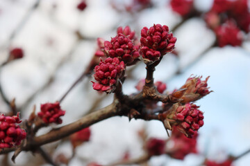 Pink blossoms of Dawn viburnum  on late winter. V. Bodnantense in the garden