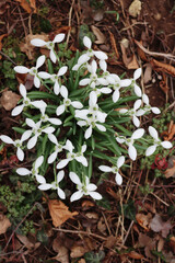 Top view of a bunch of  Snowdrop flowers . Galanthus nivalis on springtime