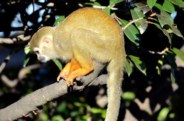 Obraz premium リスザル