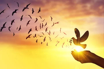 Foto op Plexiglas silhouet hand met vredesduif en vogels vliegen zonsondergang achtergrond © ifriday