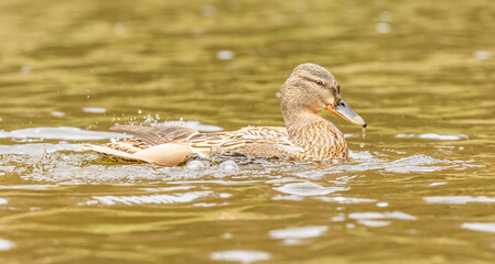 wild duck (anas platyrhynchos) female swimming in water