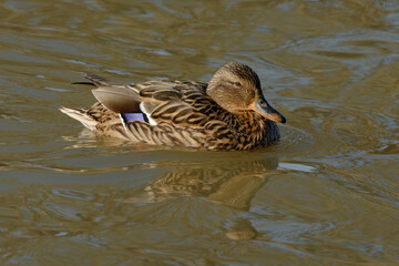 Female Mallard (Anas platyrhynchos) swimming
