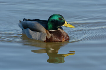 Male Mallard (Anas platyrhynchos) swimming