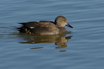 Male Gadwall (Mareca strepera)