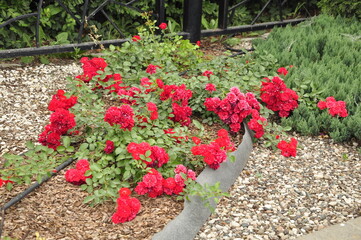 Blooming rose flowers. Roses in the garden. 