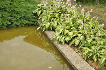 Landscaping of a garden plot. Flowers and plants in the garden.