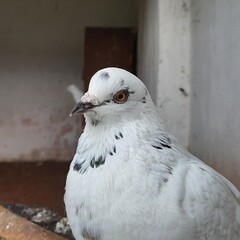 The Racing Homer pigeon is a breed of domestic pigeon and it is one of the newest and very popular breed.