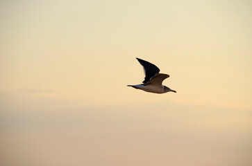 夕方のカモメ