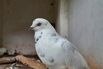 A beautiful white Racing Homer pigeon sitting on the wood.