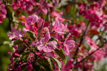 Apple tree Malus 'Makowieckiana'. Purple flowers of apple tree Malus 'Makowieckiana'. Dark pink flowers on blurred green background. Early spring in garden. Abstract floral pattern. Selective focus.