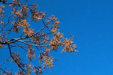 Chinaberry, or Melia azedarach fruits hanging on tree at winter