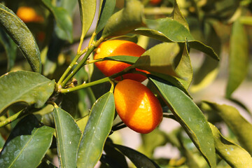 Kumquat fruits, or golden mandarin oranges on a tree