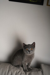 A young british short-hair cat - a grey kitten laying on a grey sofa in front of a white wall