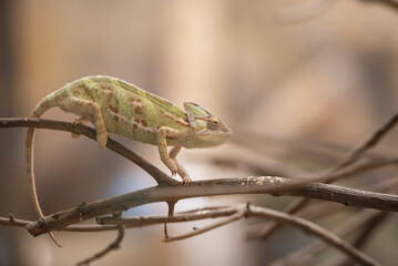 Veiled chameleon on the branch