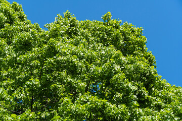 Linden Tilia caucasica in Adler arboretum "Southern Cultures". Huge crown of tree with bright green leaves against blue sky. Selective focus. Nature concept for design. Sirius (Adler) Sochi.